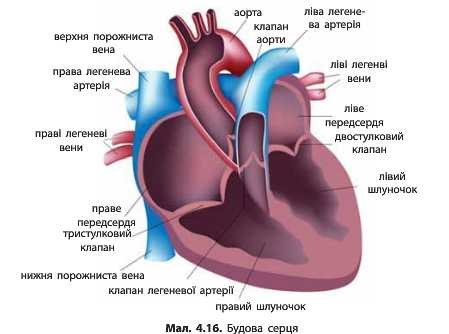 for-patients-heart-1.jpg